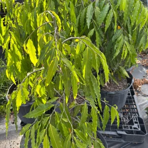 Ashoka Tree Live Plant - Polyalthia longifolia - 30 inch Tall - 1 Gallon Pot - Outdoor - Image 3