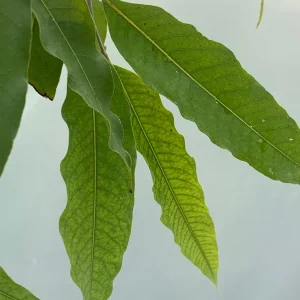 Ashoka Tree Live Plant - Polyalthia longifolia - 30 inch Tall - 1 Gallon Pot - Outdoor - Image 1