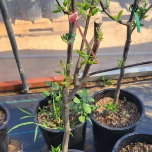 Asian Pear Grafted Tree Live Plant - 3 Gallon, 3-4 Feet Tall, Outdoor Fruit - Image 3