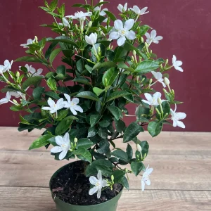 Asian Snow Jasmine Live Plant in 6