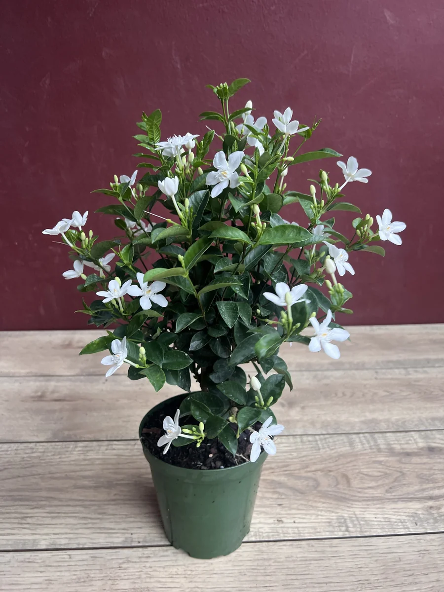 Asian Snow Jasmine Live Plant in 6" Pot - Fragrant Evergreen Shrub - Image 3