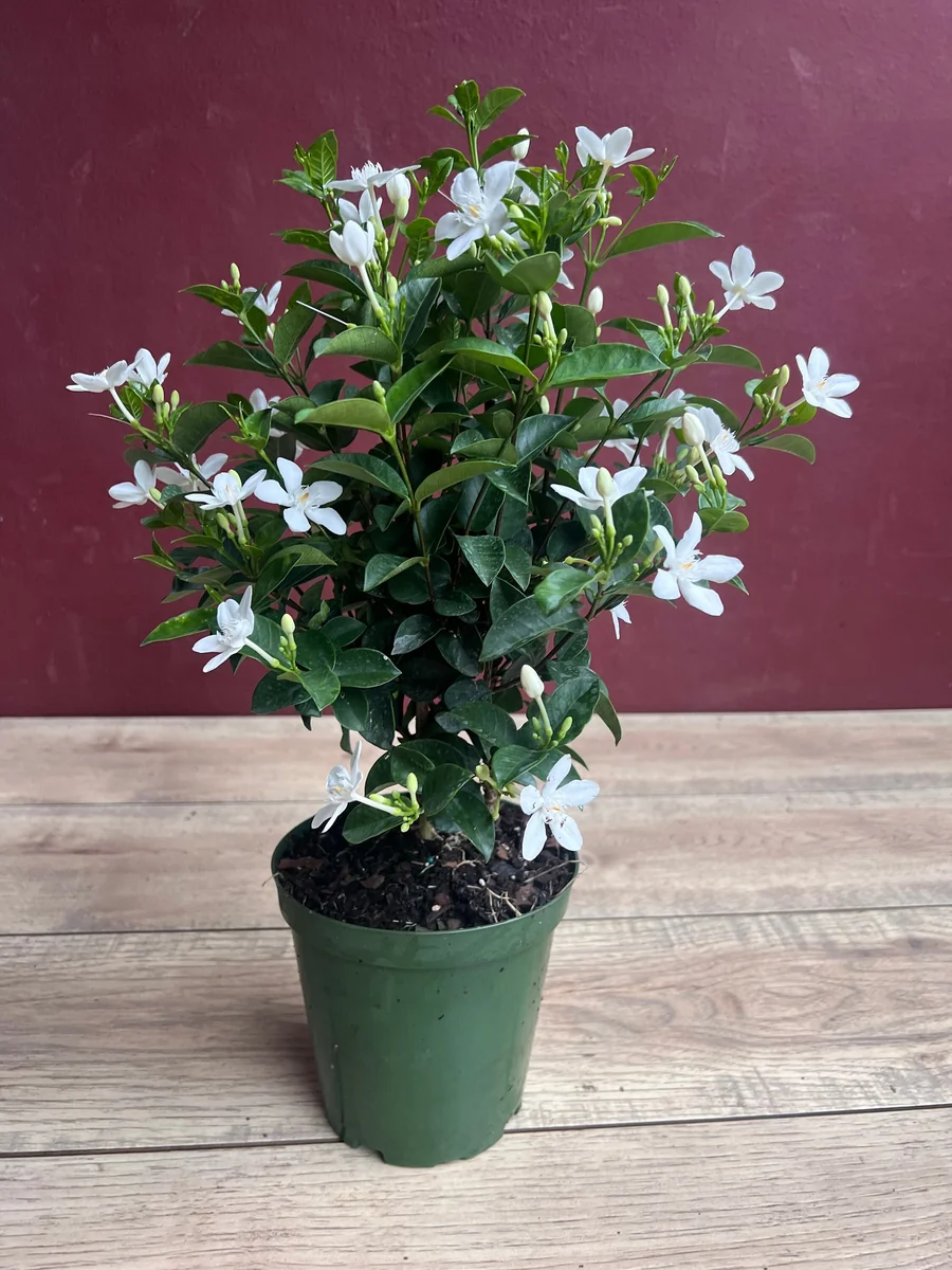 Asian Snow Jasmine Live Plant in 6" Pot - Fragrant Evergreen Shrub - Image 4