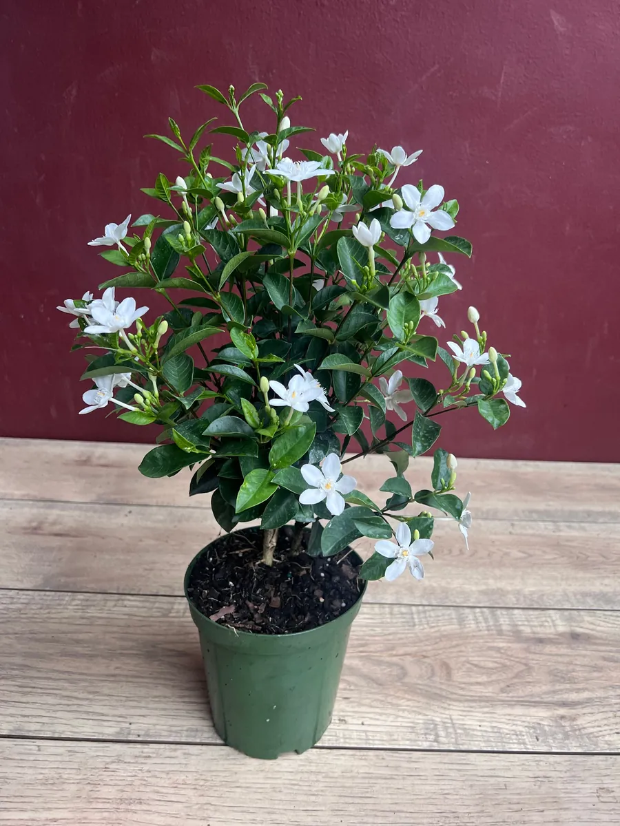 Asian Snow Jasmine Live Plant in 6" Pot - Fragrant Evergreen Shrub - Image 7