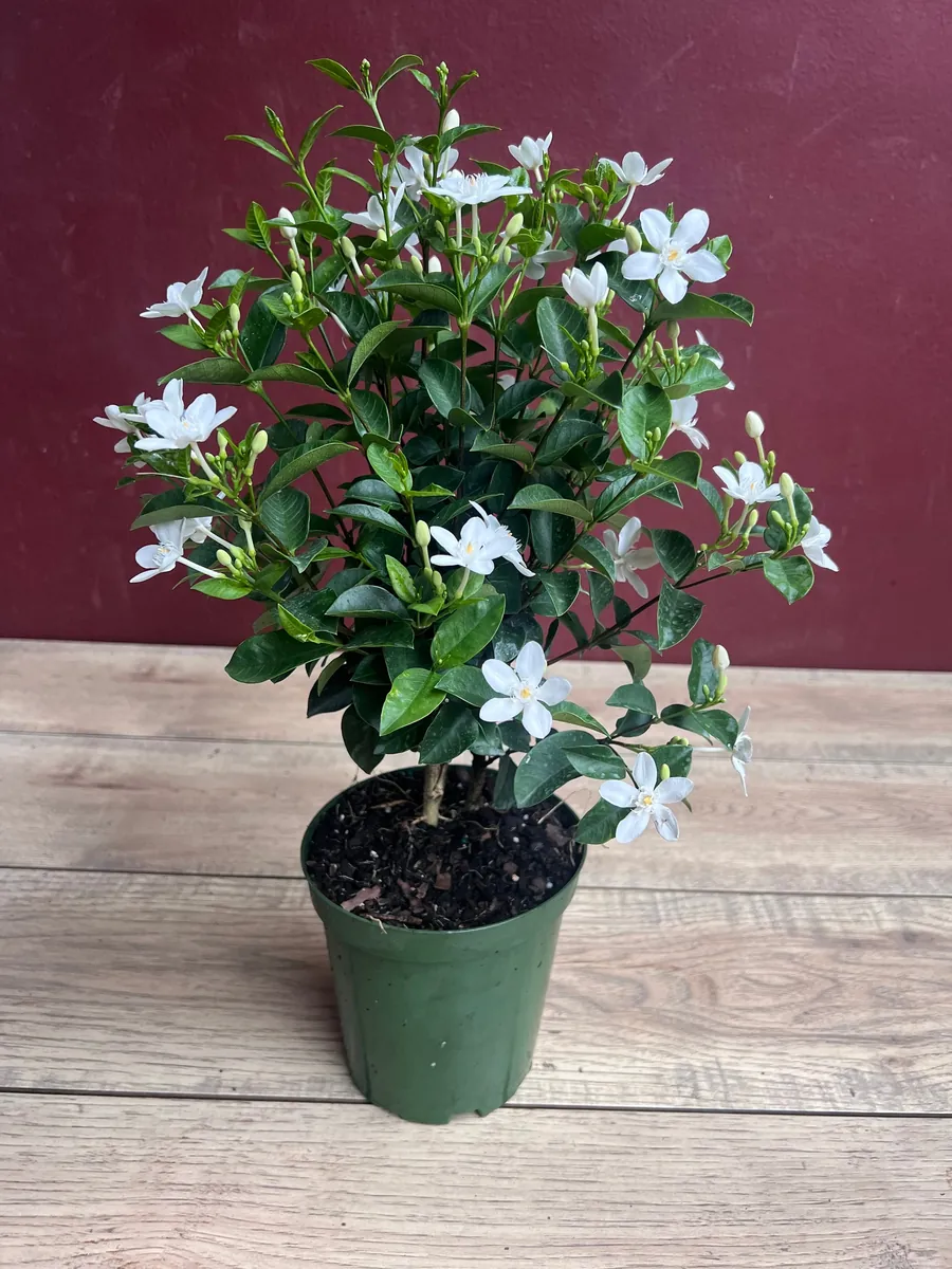 Asian Snow Jasmine Live Plant in 6" Pot - Fragrant Evergreen Shrub - Image 8