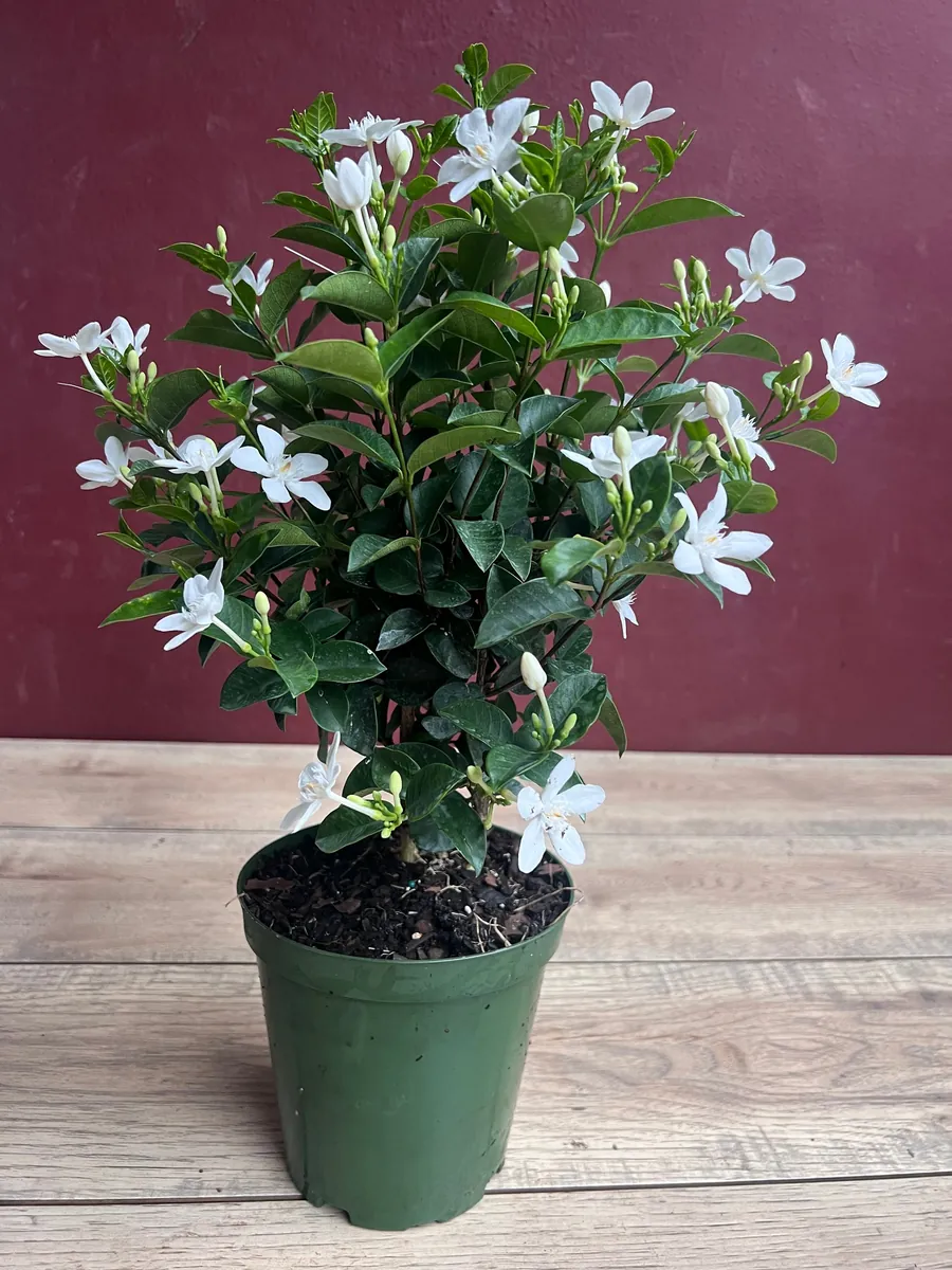 Asian Snow Jasmine Live Plant in 6" Pot - Fragrant Evergreen Shrub - Image 9