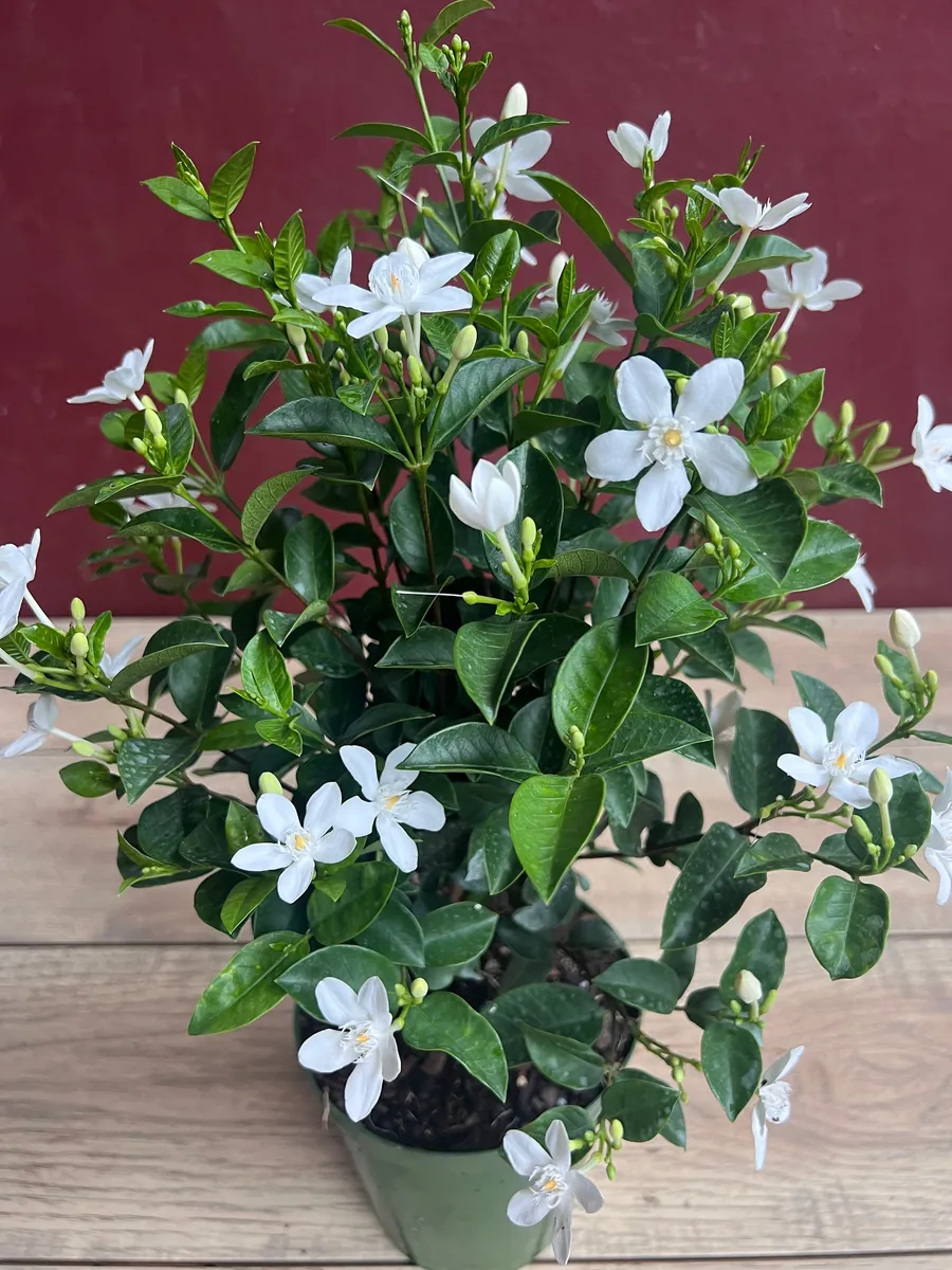 Asian Snow Jasmine Live Plant in 6" Pot - Fragrant Evergreen Shrub - Image 1