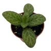 Asian Violet Primulina Live Plant - 2.5" Pot - Indoor Flowering Plant - Image 1