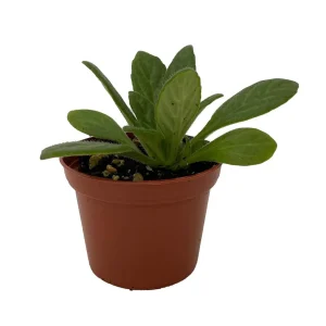 Asian Violet Primulina Live Plant - Easy Care Houseplant - 2.5 inch Pot - Image 1