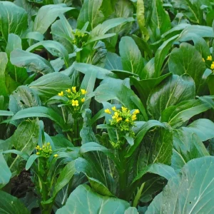Asian Yu Choy Seeds - Chinese Flowering Cabbage (Choi Sum) Vegetable - Fresh Season - Image 1