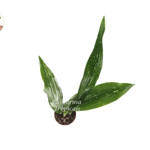 Aspidistra Elatior 'Milky Way' Live Plant – 2 inch Pot – Indoor - Image 2