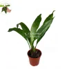 Aspidistra Elatior 'Milky Way' Live Plant – 4 inch Pot – Speckled Cast Iron Plant - Image 1