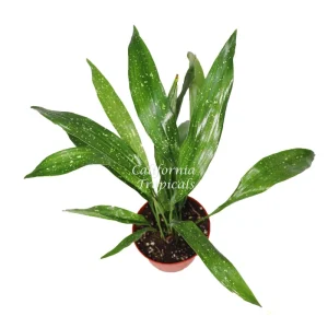 Aspidistra Elatior 'Milky Way' Live Plant – Cast Iron Plant – 6 inch Pot – Indoor/Outdoor - Image 2
