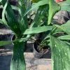 Aspidistra Elatior 'Milky Way' Live Plant - Cast Iron Plant, 6 inch Pot, 1 ft Tall - Image 1