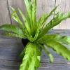 Asplenium Bird Nest Fern Live Plant – 6 inch Pot – Indoor Houseplant - Image 1