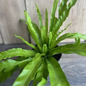 Asplenium Bird Nest Fern Live Plant – 6 inch Pot – Indoor Houseplant - Image 4