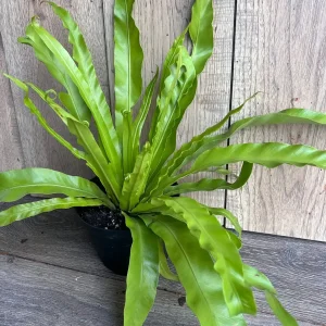 Asplenium Bird Nest Fern Live Plant – 6 inch Pot – Indoor Houseplant - Image 5