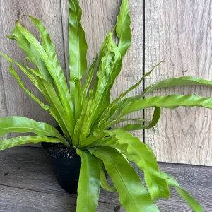 Asplenium Bird Nest Fern Live Plant – 6 inch Pot – Indoor Houseplant - Image 6