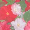 Assorted Camellia Live Plant – 1-2 ft Tall – 1 Gallon Pot – Outdoor Shrub - Image 1