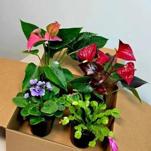 Assorted Indoor Flowering Plant Collection - Set of 4 Live Plants in 4 inch Pots - Home Decor & Gift Houseplant - Image 2