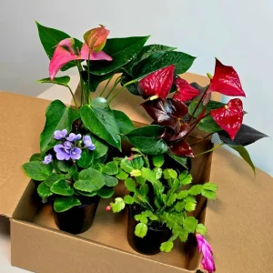 Assorted Indoor Flowering Plant Collection - Set of 4 Live Plants in 4