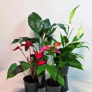 Assorted Indoor Flowering Plant Set - 4 Live Plants in 4-inch Pots - Gift Houseplant Collection - Image 1