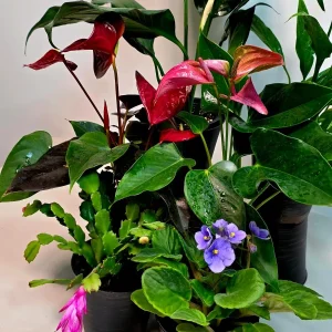 Assorted Indoor Flowering Plant Set - Live Houseplant Collection - 4 Plants in 4-inch Pots - Home Decor & Gift - Image 3