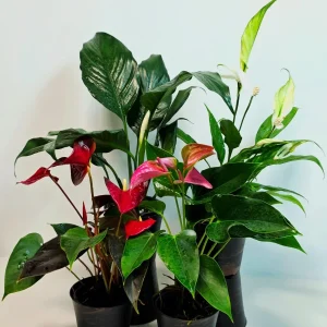 Assorted Indoor Flowering Plants – Set of 4 Live Plants – 4 inch Pot – Anthurium, African Violet, Holiday Cactus, Peace Lily - Image 4