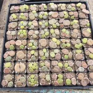 Assorted Lithops Live Plant - 2 inch Pot - Unique Succulent for Indoors - Image 2