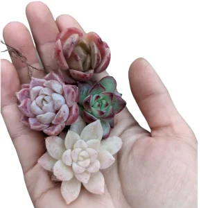 Assorted Mini Succulent Set - Live Plants for Indoor & Outdoor - Image 2