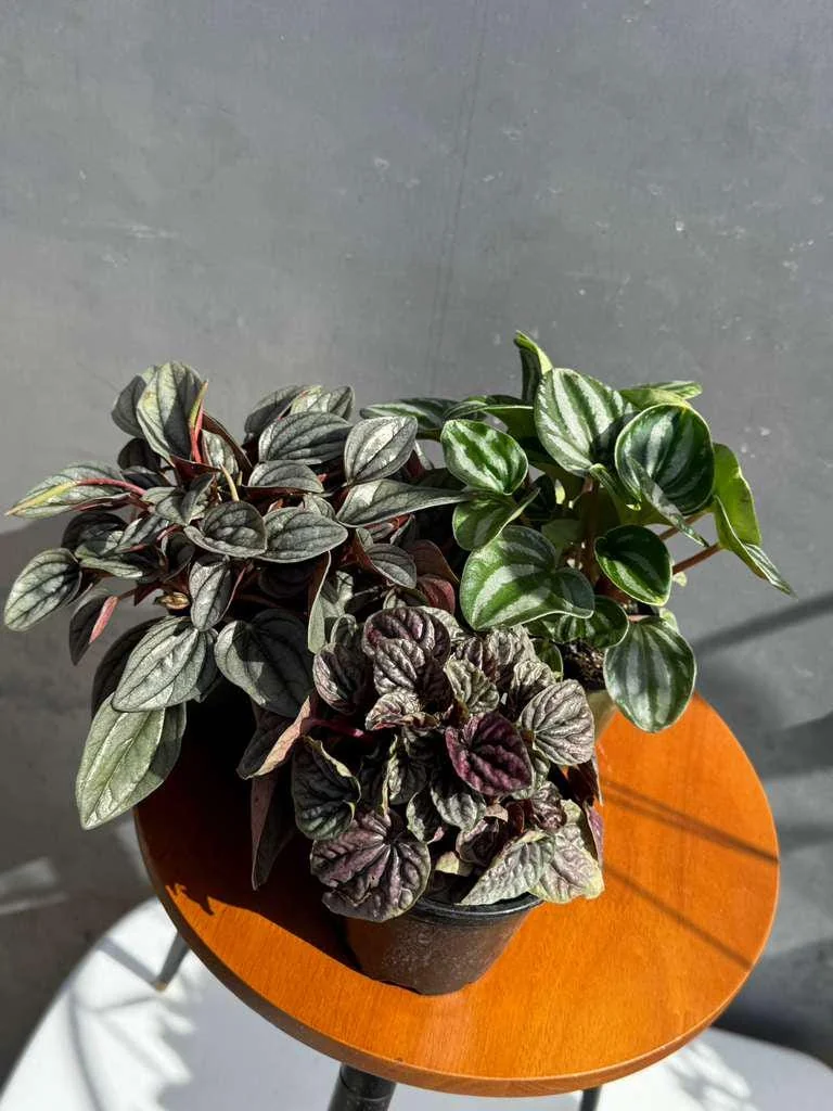 Assorted Peperomia Live Plant 3-Pack – 4 inch Pot – Easy Care Indoor Houseplants - Image 2