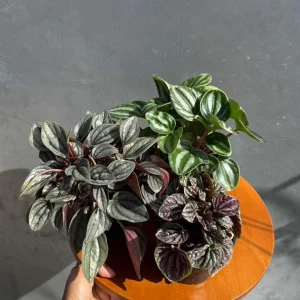 Assorted Peperomia Live Plant 3-Pack – 4 inch Pot – Easy Care Indoor Houseplants - Image 3