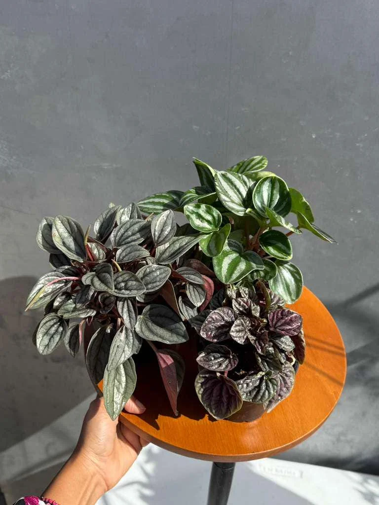 Assorted Peperomia Live Plant 3-Pack – 4 inch Pot – Easy Care Indoor Houseplants - Image 3