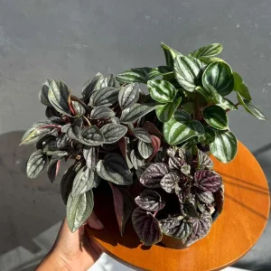Assorted Peperomia Live Plant 3-Pack – 4 inch Pot – Easy Care Indoor Houseplants - Image 6