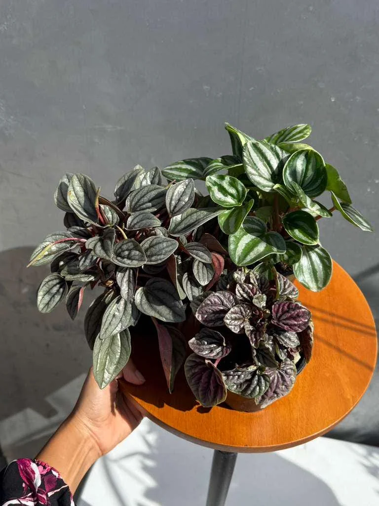 Assorted Peperomia Live Plant 3-Pack – 4 inch Pot – Easy Care Indoor Houseplants - Image 6