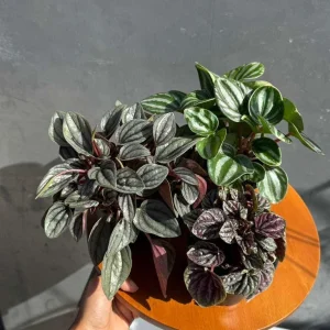 Assorted Peperomia Live Plant 3-Pack – 4 inch Pot – Easy Care Indoor Houseplants - Image 7