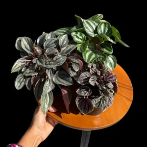Assorted Peperomia Live Plant Set – 3 Plants in 4 inch Pots – Easy Care Indoor Houseplants - Image 2