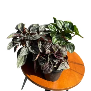 Assorted Peperomia Plants 3-Pack - Live Indoor Houseplants in 4-inch Pots - Image 2
