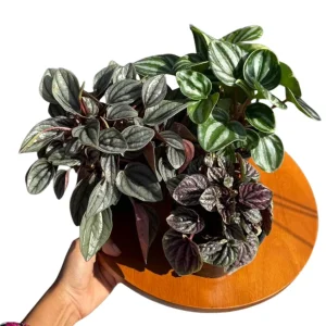 Assorted Peperomia Plants 3-Pack - Live Indoor Houseplants in 4-inch Pots - Image 3