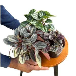 Assorted Peperomia Plants 3-Pack - Live Indoor Houseplants in 4-inch Pots - Image 1
