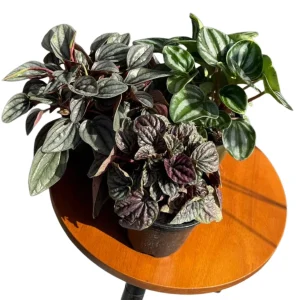 Assorted Peperomia Plants 3-Pack - Live Indoor Houseplants in 4-inch Pots - Image 4