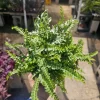 Assorted Potted Ferns Bundle – Live Houseplant – 6 inch Pot – Easy Care Indoor Plant - Image 1