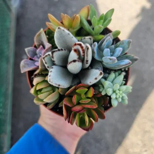 Assorted Succulent Combo Pot Live Plant | Host Gift | 4 inch Nursery Pot | Indoor - Image 1