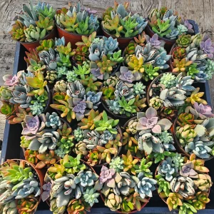 Assorted Succulent Combo Pot Live Plant | Host Gift | 4 inch Nursery Pot | Indoor - Image 4