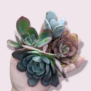 Assorted Succulent Cutting Set - Live Drought-Tolerant Plants for Indoor/Outdoor - Image 2