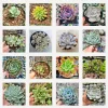Assorted Succulent Set - Live Plants - 4 inch Pot Size - Indoor/Outdoor Drought Tolerant - Image 1