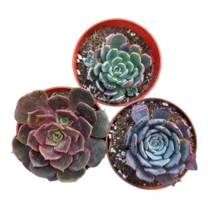 Assorted Succulent Set - Live Plants - 4 inch Pot Size - Indoor/Outdoor Drought Tolerant - Image 2