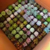 Assorted Succulents Live Plant Mystery Box - 2'' Potted Variety - Image 1