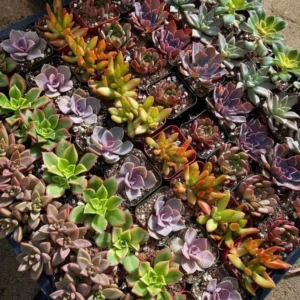 Assorted Succulents Live Plant Mystery Box - 2'' Potted Variety - Image 2