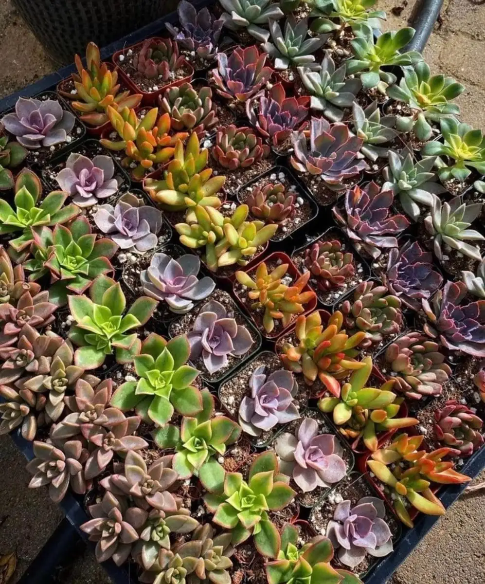 Assorted Succulents Live Plant Mystery Box - 2'' Potted Variety - Image 2