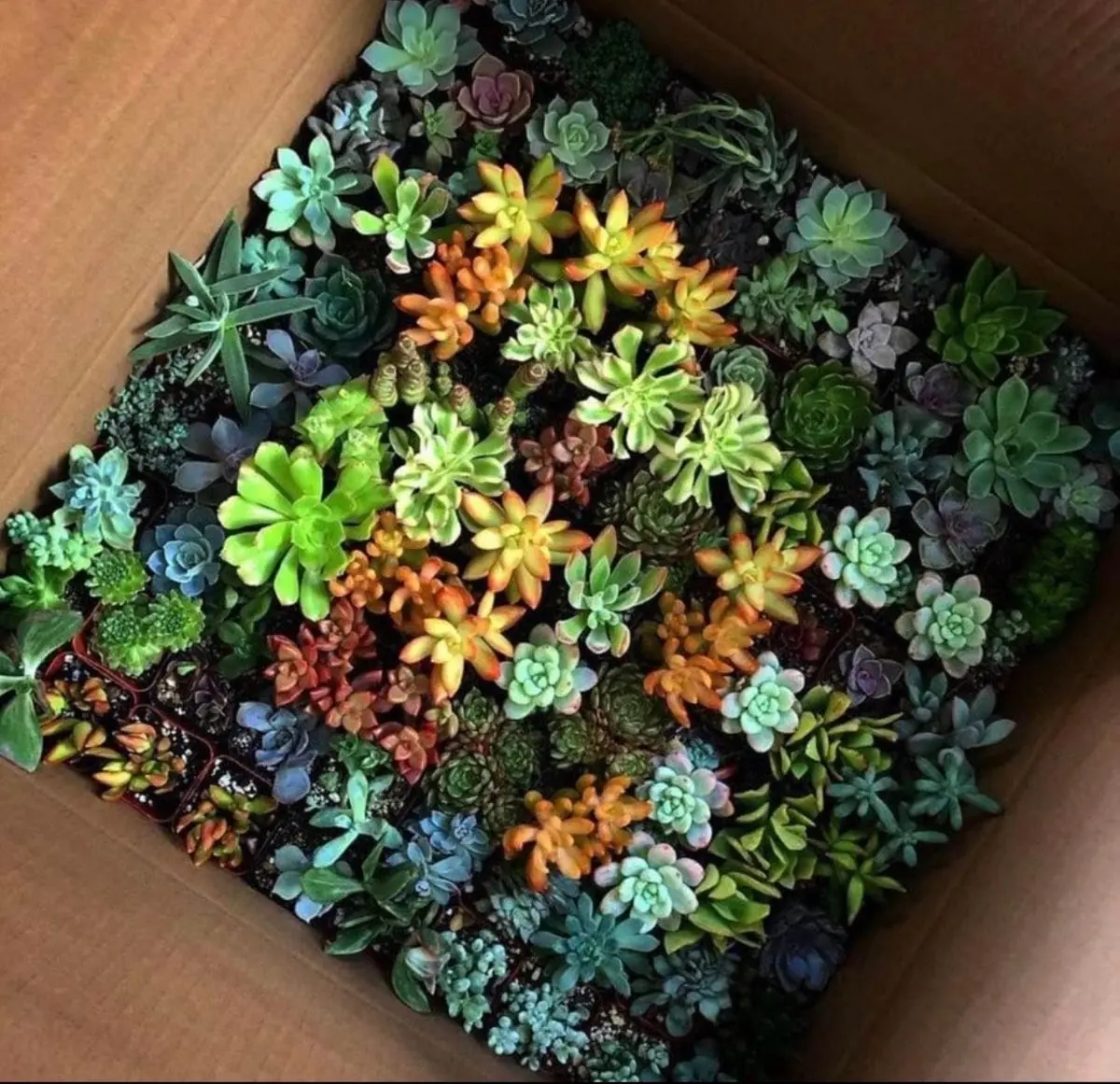 Assorted Succulents Live Plant Mystery Box - 2'' Potted Variety - Image 3